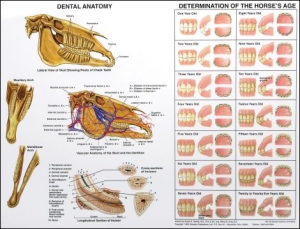 dental anatomy aging chart alberts equine dental supply inc horse teeth age chart