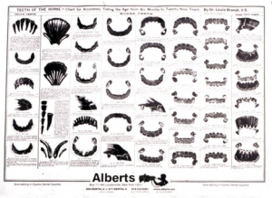 Alberts Tooth Aging Chart