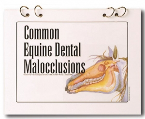 Booklet: Common Equine Dental Malocclusions