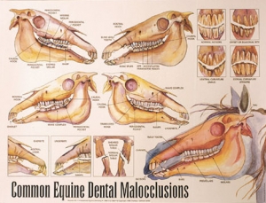 Laminated Color Chart: Common Equine Dental Malocclusions