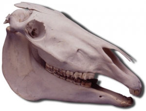 Natural Bone Horse Skull