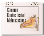 Booklet: Common Equine Dental Malocclusions